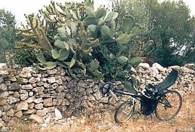 Liegerade, Mauer und Kaktus